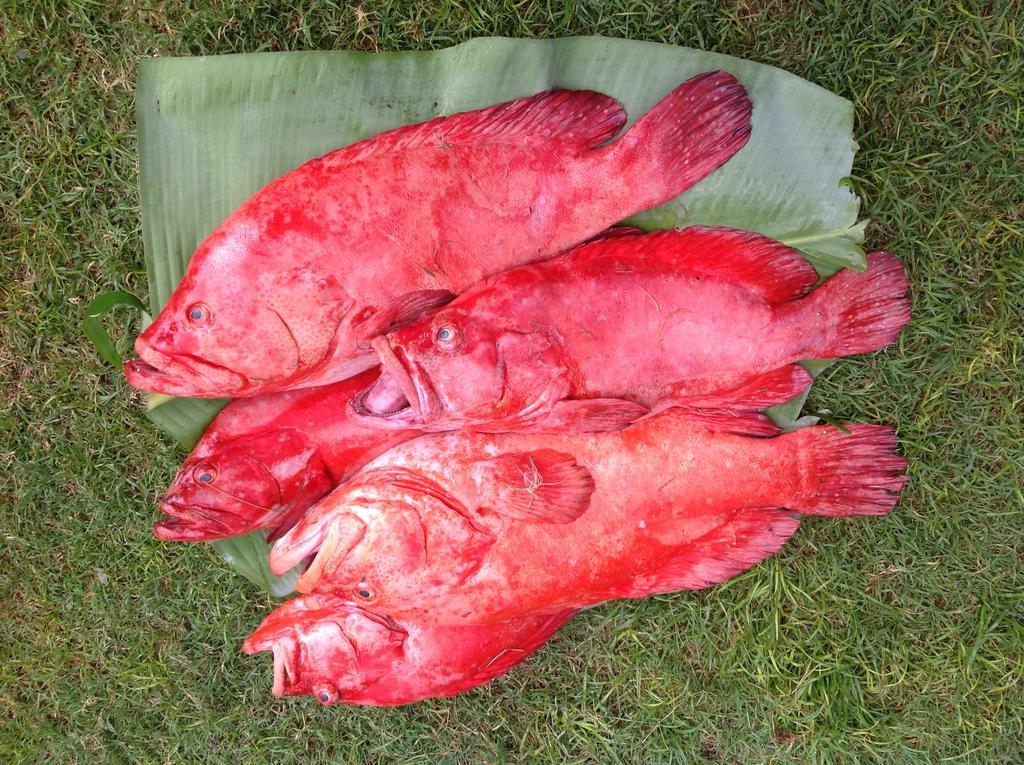 Port Mathurin 罗德里格斯可可维拉旅馆酒店 外观 照片